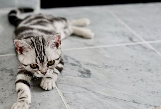 Pet Lovers Wajib Baca Menciptakan Rumah Nyaman untuk 