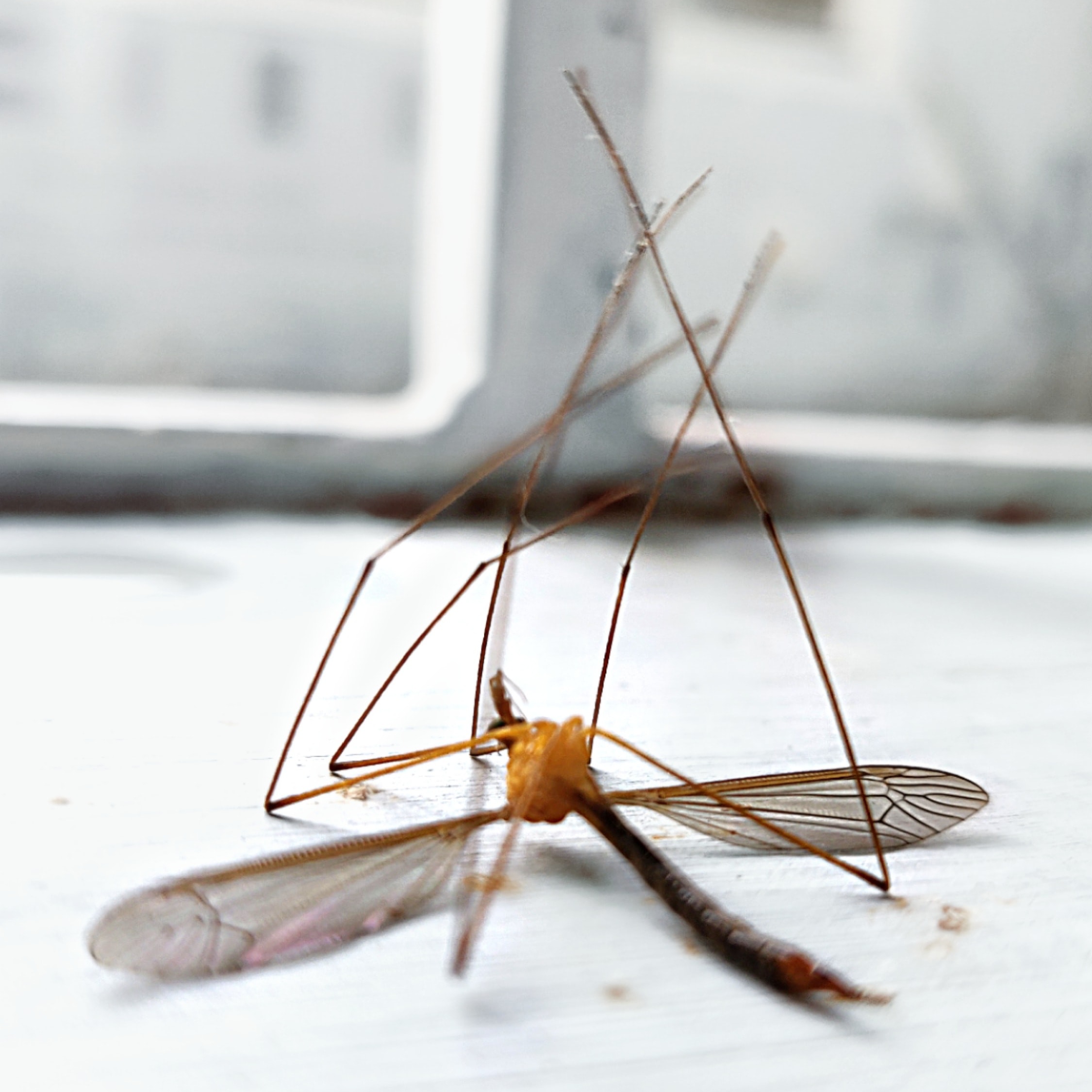 kelompok nyamuk kelompok nyamuk