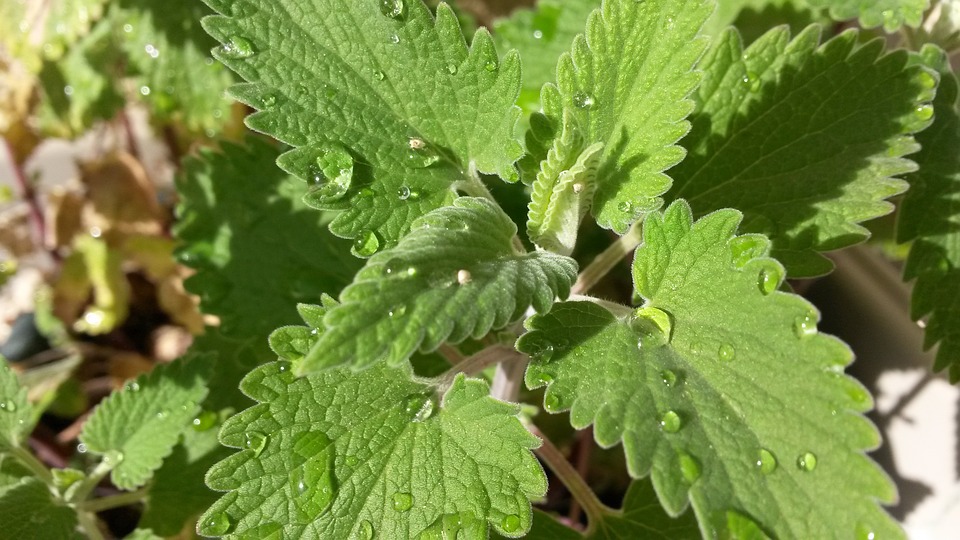 Mosquitoes Repelling Plants