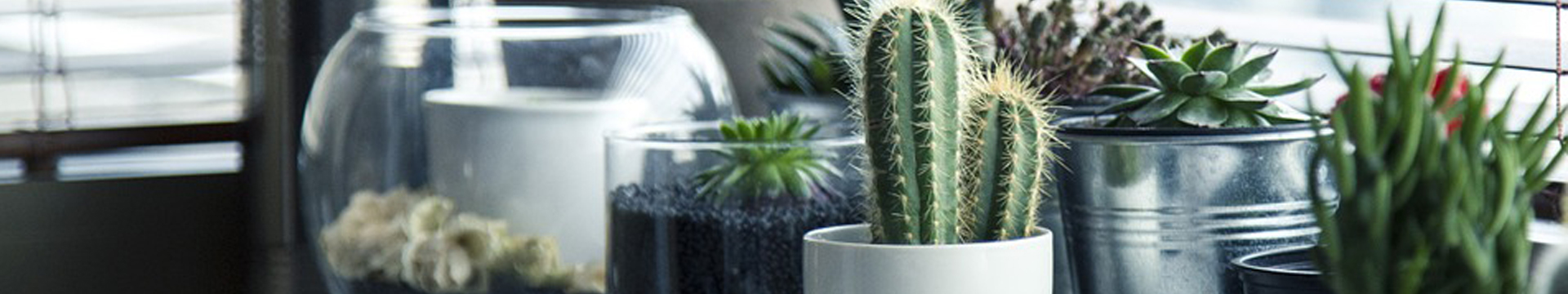 Indoor Plants for Removing Toxic Chemicals