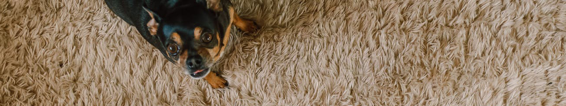 Most Powerful Ways To Clean Stains on Carpet