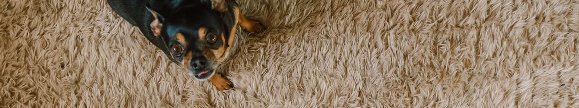 Most Powerful Ways To Clean Stains on Carpet