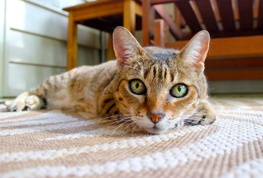 membersihkan-noda-karpet