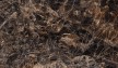 Roman GT942058FR dRoyale Emperador 90x45 1